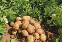 土豆的正常产量每亩是多少？亩产量一般有多少斤？种植技术影响产量