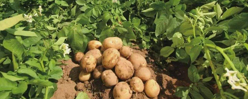 土豆的正常产量每亩是多少