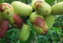 枣树苗什么时候种植？什么季节栽最好？附枣树种植方法！