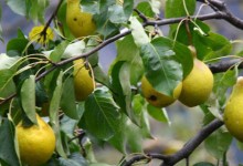 梨树种植时间和方法！适合几月份种植最好？附梨树种植施肥技巧！