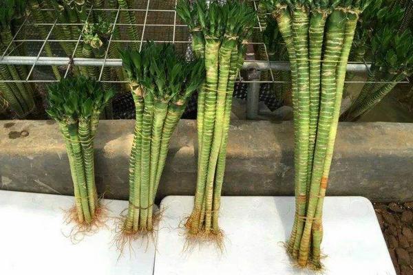 荷叶竹的养殖方法和注意事项
