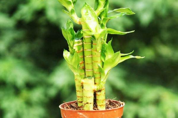 荷叶竹的养殖方法和注意事项