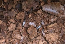 菜籽饼可以直接施肥吗？撒土里做肥料吗？如何做土壤肥料？