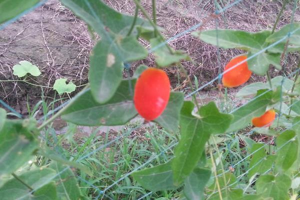红香果种植条件及效益