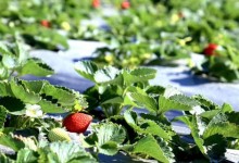 露天草莓种植时间和方法！露天草莓几月份种植最好？附种植管理！