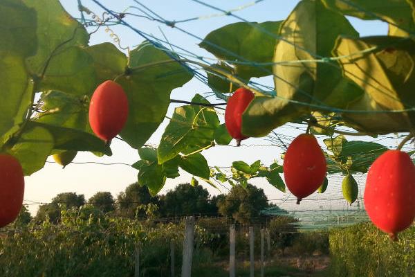 红香果种植条件及效益