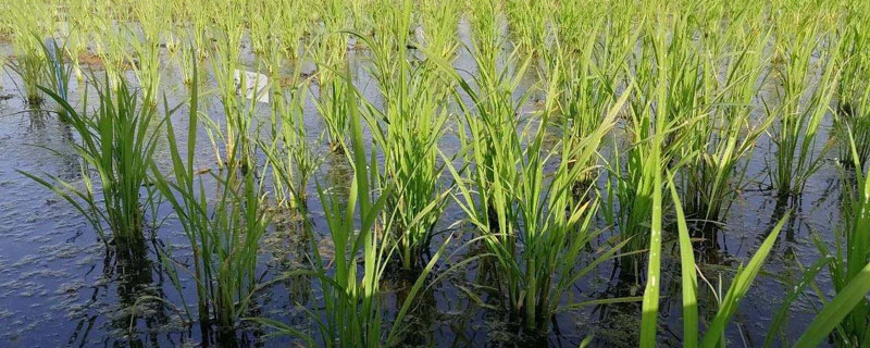 海水稻种植的条件，需在盐碱地种植