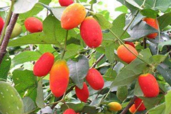 红香果种植条件