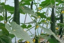 黄瓜的种植方法和时间！黄瓜几月份播种最适合？有哪些病虫害？