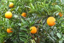 脐橙种植间距！保持多少米？脐橙的种植方法！脐橙密植栽培技术！