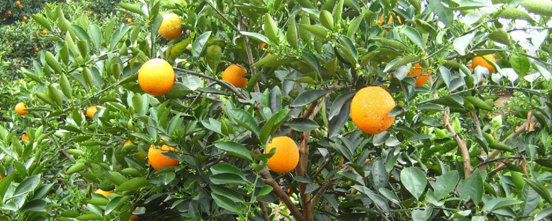 脐橙种植间距，一般隔3米左右，每亩110至120株