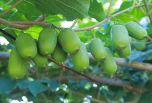 软枣猕猴桃山地人工栽培技术与管理！几月份种植最好？怎么施肥？