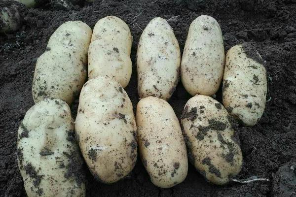 冬季大棚三膜土豆种植技术，