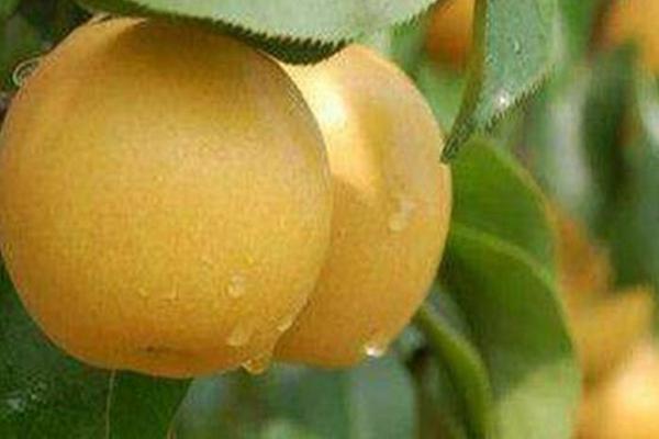 圆黄梨种植条件