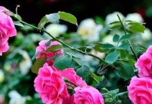 四季小玫瑰的养殖方法和注意事项！四季小玫瑰花怎么养殖？