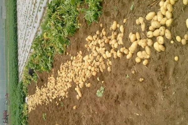 冬季大棚三膜土豆种植