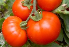 西红柿种植时间及技术要点！几月份种植最好？种植密度间距多少？