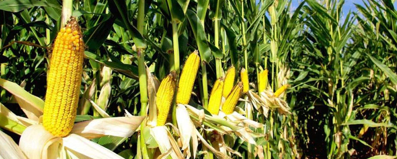 南方玉米种植技术，需科学播种，合理种植