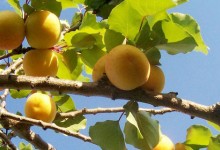 杏树什么时候移栽？几月移植？移栽后、移栽时和修剪需要注意什么？