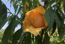 桃树套袋新技术！桃树套袋种植时间，有什么好处？怎么套袋种植？