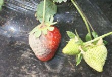 草莓烂果是什么原因？是什么原因引起？草莓烂果怎么防治方法？