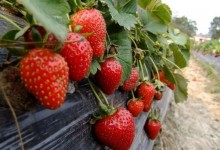 草莓旺长不开花怎么办？怎么清理侧芽？怎么施肥浇水？