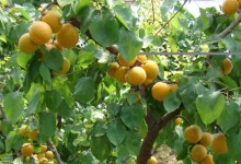 杏树盆栽方法！怎么保花保果？怎么施肥浇水？九个盆栽技巧！