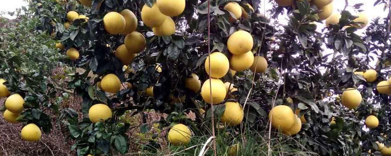 柚子种子怎么种
