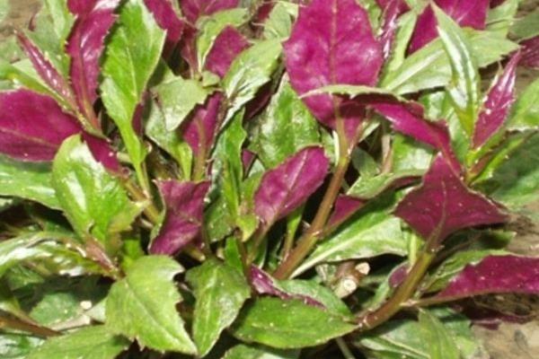 紫背菜种植时间和方法，每年春季种植，可采用分根或扦插种植