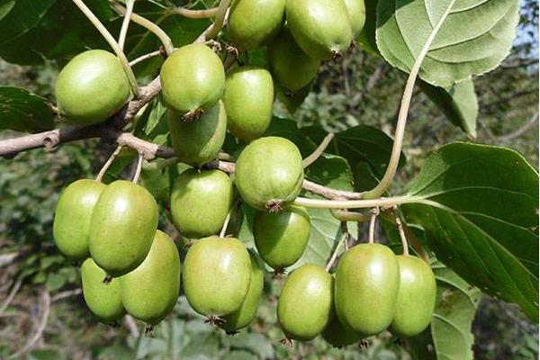 种植软枣猕猴桃要注意的6个事项，早了解才能避免后期出现问题