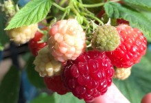 树莓什么时候种植？什么时候采摘？需注意哪些事项？附成本及利润！