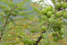 橄榄树种植方法！怎么种植橄榄树？怎么嫁接繁殖？怎么种子繁殖？