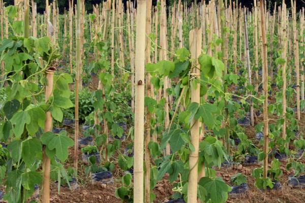 粉葛的种植方法与日常管理，肥水管理是保证高产质优的关键