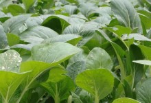 四季小白菜的种植方法！怎么种植小白菜？怎么育苗？怎么施肥浇水？