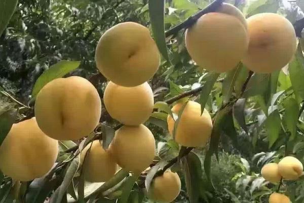 锦绣黄桃高产栽培技术，合理修剪能进一步提高产量