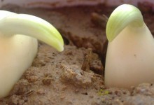 大蒜催芽的四种方法！大蒜有什么种植要求？怎么浇水施肥？