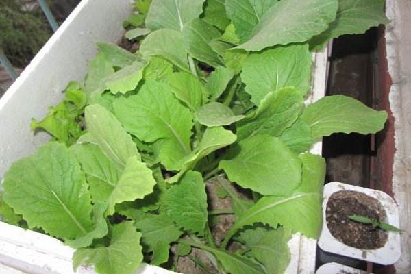 四季小白菜的种植方法，温度较高采用直播法，反之播种后再移栽