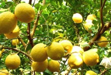 柠檬北方能种吗？有什么种植要求？柠檬盆栽种植注意事项！