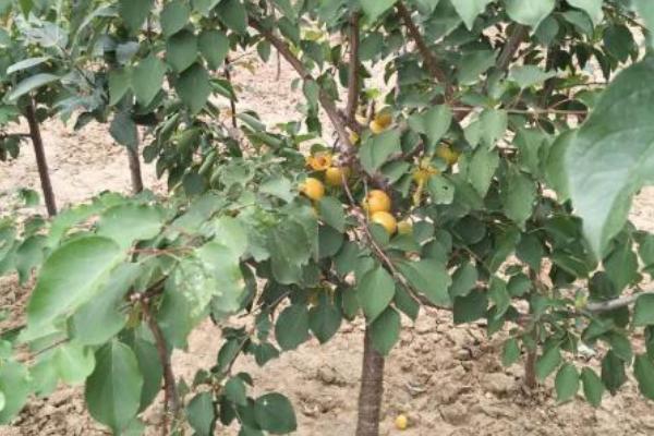 杏树的种植与管理