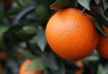 脐橙种植条件！有什么种植要求？要选择怎么样的果园环境？