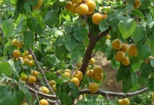 家里种杏树好不好？会影响风水？会导致哪些不好的现象？
