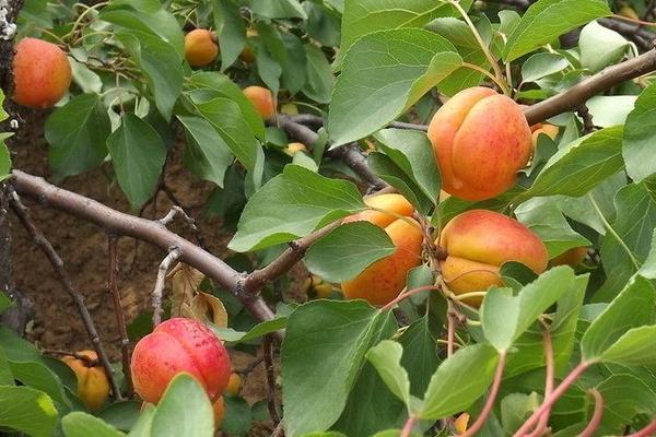 杏树的种植与管理