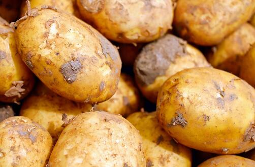 土豆高产种植技术必须早知道