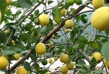 柠檬怎么种？种植时间一般在几月？怎么施肥浇水？怎么除草修剪？