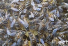 新手养蜂有哪些禁忌？