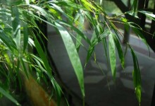 竹子的种类和用途有哪些？