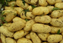 土豆生长缓慢的原因及解决方法