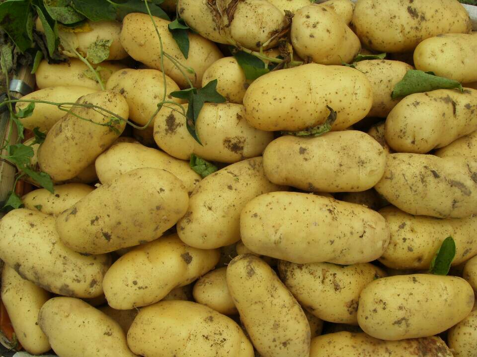 土豆生长缓慢的原因及解决方法