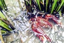 小龙虾养殖户如何预防青苔？