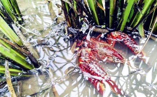 小龙虾养殖户如何预防青苔？
